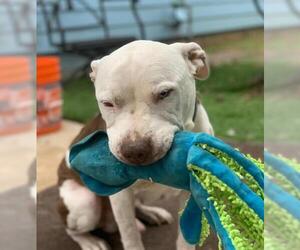 American Pit Bull Terrier-Unknown Mix Dogs for adoption in Fallbrook, CA, USA