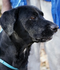 Labrador Retriever Dogs for adoption in Munford, TN, USA