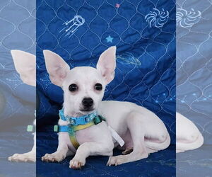 Chihuahua Dogs for adoption in Yuba City, CA, USA