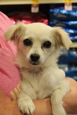 Chihuahua-Unknown Mix Dogs for adoption in Forreston, TX, USA
