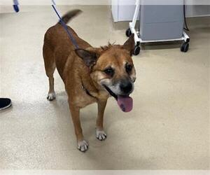 Carolina Dog-Unknown Mix Dogs for adoption in Grand Prairie, TX, USA