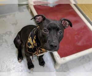 Boxador Dogs for adoption in Tulsa, OK, USA