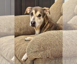 Mutt Dogs for adoption in Oklahoma City, OK, USA