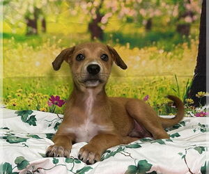 Labrador Retriever-Unknown Mix Dogs for adoption in Wetumpka, AL, USA