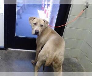 Mastiff Dogs for adoption in Tulsa, OK, USA