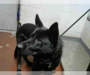 German Shepherd Dog Dogs for adoption in Atlanta, GA, USA