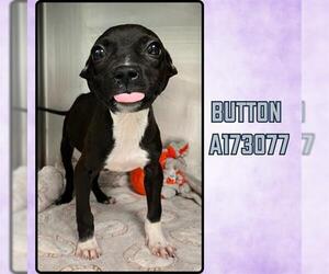 American Pit Bull Terrier-Unknown Mix Dogs for adoption in Tulsa, OK, USA