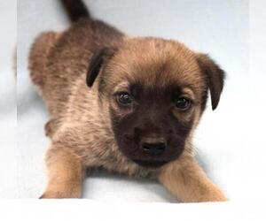 Mutt Dogs for adoption in Thief River Falls, MN, USA