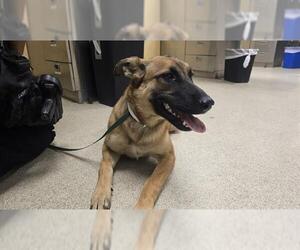 Mutt Dogs for adoption in Riverside, CA, USA