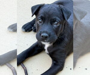 Labrador Retriever-Unknown Mix Dogs for adoption in Fenton, MO, USA