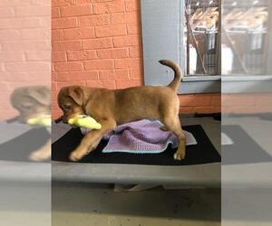 Sheprador Dogs for adoption in Columbus, NC, USA