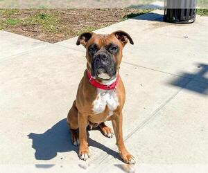Boxer Dogs for adoption in Orange, CA, USA