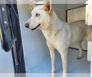 Huskies -Unknown Mix Dogs for adoption in Houston, TX, USA