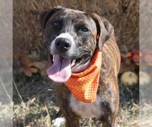 American Staffordshire Terrier-Unknown Mix Dogs for adoption in San Antonio, TX, USA