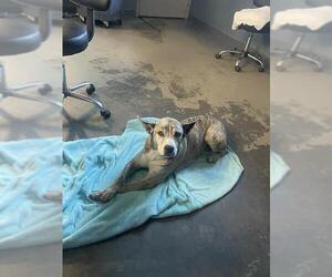 Siberian Husky-Unknown Mix Dogs for adoption in Tallahassee, FL, USA