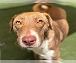 Labrador Retriever-Unknown Mix Dogs for adoption in Texas City, TX, USA
