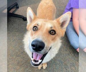 Finnish Spitz-Unknown Mix Dogs for adoption in Lindon, UT, USA