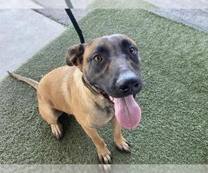 Mutt Dogs for adoption in Modesto, CA, USA