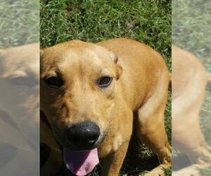 Black Mouth Cur Dogs for adoption in Williston, FL, USA