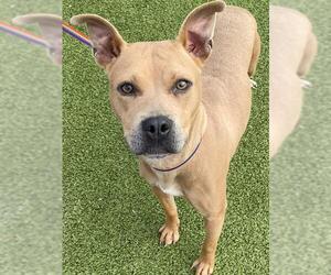 American Pit Bull Terrier-Unknown Mix Dogs for adoption in Fayetteville, NC, USA