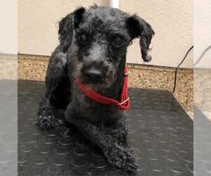 Poodle (Toy) Dogs for adoption in Tempe, AZ, USA
