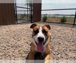 Bullboxer Pit Dogs for adoption in Brighton, CO, USA