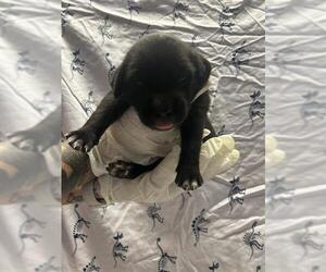 American Pit Bull Terrier-Unknown Mix Dogs for adoption in Riverside, CA, USA