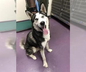 Siberian Husky Dogs for adoption in Long Beach, CA, USA