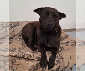 Labrador Retriever-Unknown Mix Dogs for adoption in Chico, CA, USA