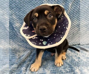 American Pit Bull Terrier-Labrador Retriever Mix Dogs for adoption in Lakewood, CO, USA