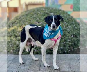 Border Collie Dogs for adoption in Pacific Grove, CA, USA