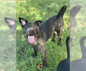 Mutt Dogs for adoption in Riverside, CA, USA