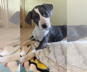 Labrador Retriever-Unknown Mix Dogs for adoption in Sanford, FL, USA