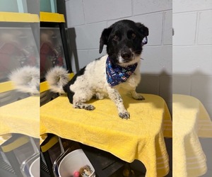 Basset Collie Dogs for adoption in Mukwonago, WI, USA