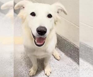 Labrador Retriever Dogs for adoption in Houston, TX, USA
