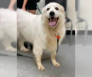 Great Pyrenees Dogs for adoption in Fort Collins, CO, USA