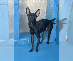 Chihuahua-Unknown Mix Dogs for adoption in Calgary, Alberta, Canada
