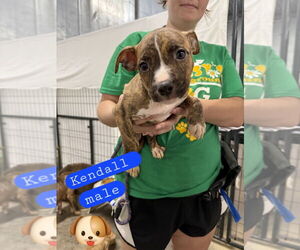 Mutt Dogs for adoption in Evansville, IN, USA