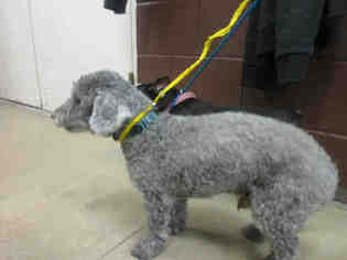 Poodle (Toy) Dogs for adoption in Sanford, FL, USA