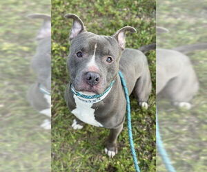 American Staffordshire Terrier Dogs for adoption in Fort Lauderdale, FL, USA