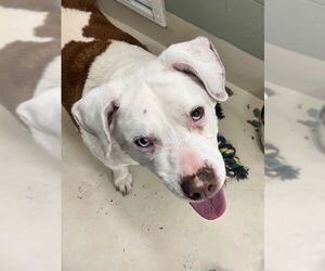 Bulldog-Unknown Mix Dogs for adoption in Webster, WI, USA