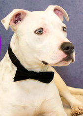American Staffordshire Terrier-Unknown Mix Dogs for adoption in Forreston, TX, USA