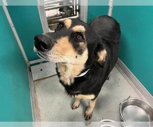 German Shepherd Dog-Unknown Mix Dogs for adoption in Oklahoma City, OK, USA