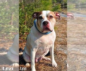 American Bulldog Dogs for adoption in Manahawkin, NJ, USA