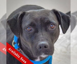 Australian Shepherd-Unknown Mix Dogs for adoption in Huntley, IL, USA