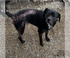 Mutt Dogs for adoption in Evansville, IN, USA