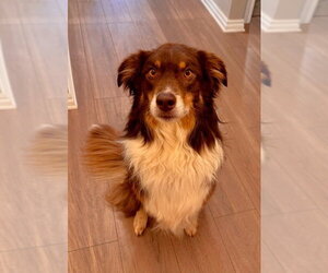 Australian Shepherd Dogs for adoption in Tabernash, CO, USA
