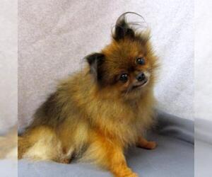 Pomeranian Dogs for adoption in York, SC, USA