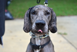 Great Dane Dogs for adoption in Silver Spring, MD, USA