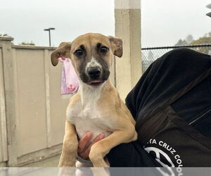 Anatolian Shepherd-Unknown Mix Dogs for adoption in Santa Cruz, CA, USA